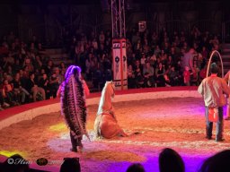 Circus YAKARI am 28.09.2024